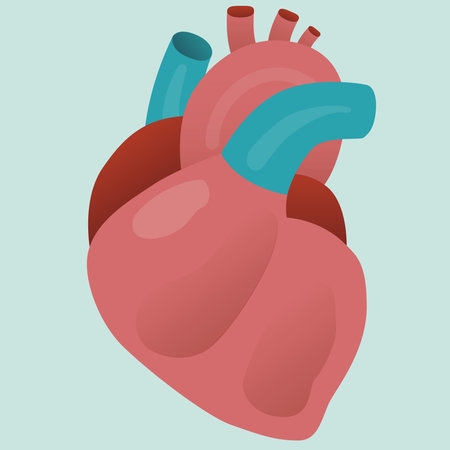 Real human isolated organ heart vector for your ideas