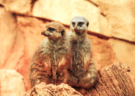 Cute couple of meerkats are standing on log の写真素材