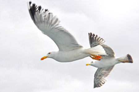 seagull, birds