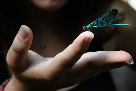 dragonfly