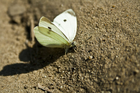 Butterflyの写真素材