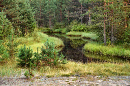 Pine trees on the shore of a forest lake. Summer day and green needles by the water