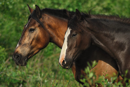 Brown horses graze in a summer meadow. Horses in the countryside.