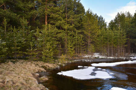 Pine forest on the banks of the river. Spring ice drift.の写真素材