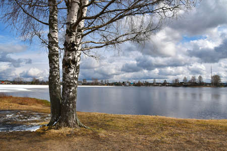 Trees on the shore of a frozen lake on a sunny spring dayの写真素材