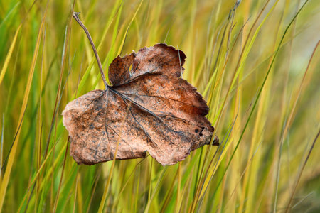 Fallen leaf on the yellow grass. Withered brown leaf in the grass
