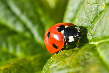Ladybug on a green leaf. Red insect, macro.