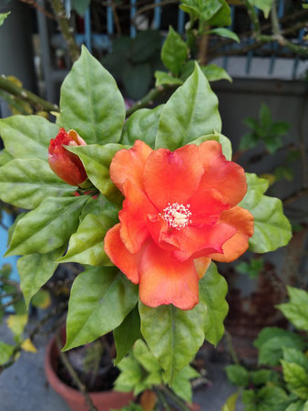 red beauty flower