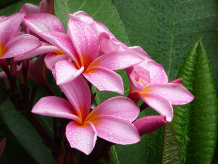 Pink and Orange Frangipani with foliageの写真素材
