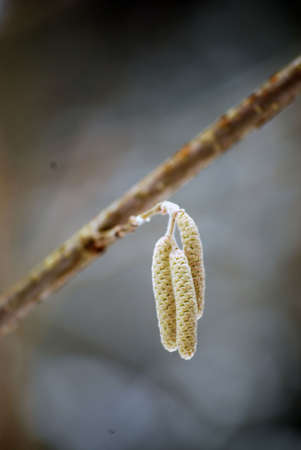 the photo of a branch with amentの写真素材