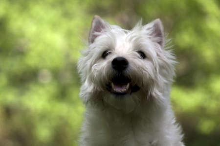 A Happy Westieの写真素材