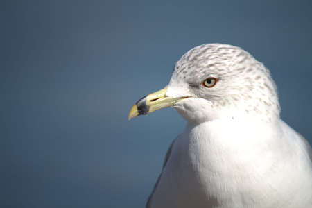 The Breast and head of a beautiful white Laridade Seagullの写真素材