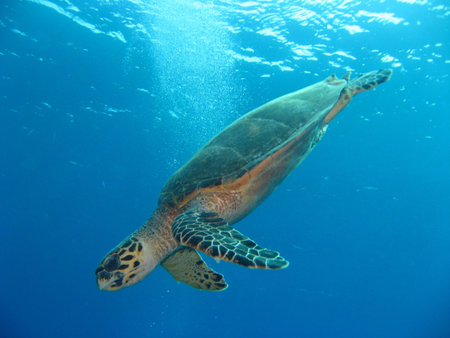 sea turtle