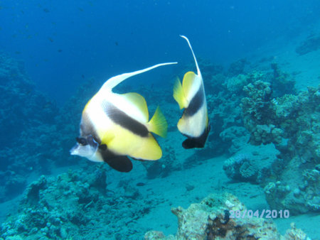 bannerfish