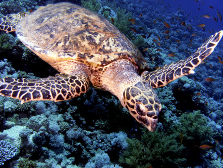 seaturtle             