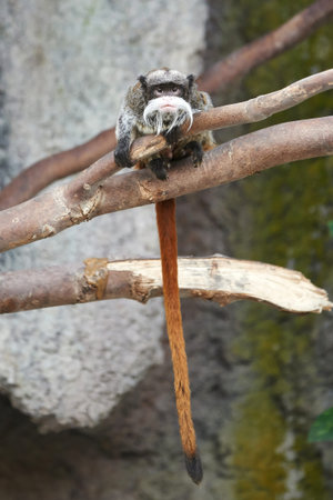 Emperor Tamarin sitting on a branch in its habitatの写真素材