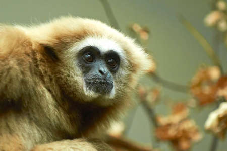 Lar Gibbon resting in a tree in its habitatの写真素材