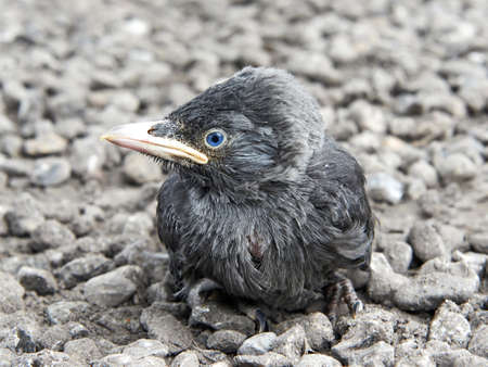 Closeup of a juvenile Western Jackdaw sitting on the groundの写真素材