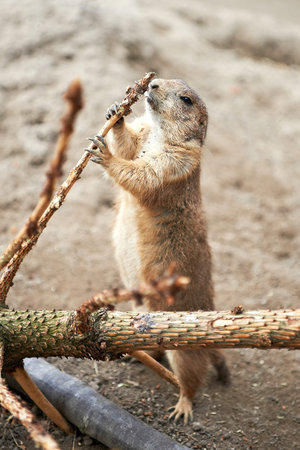 Black Tailed Prairie Dog holding a branch