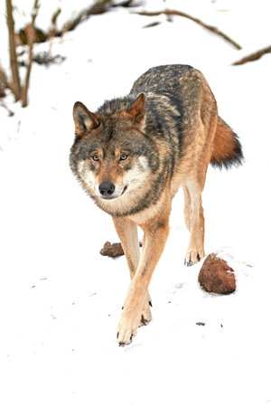 Grey Wolf running in its natural habitat