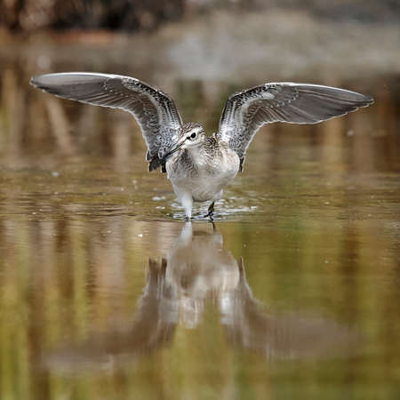 Wood Sandpiper in its natural habitatの写真素材