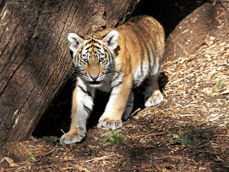 Cute and furry Amur Tiger cup in its natural habitat