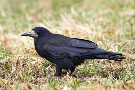 The Rook resting in its natural habitatの写真素材