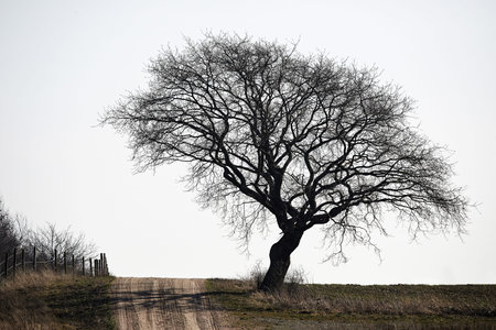 Early spring landscape with a big beautiful tree still without leavesの写真素材