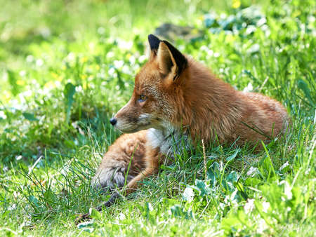 Red Fox in its natural habitat in springtimeの写真素材
