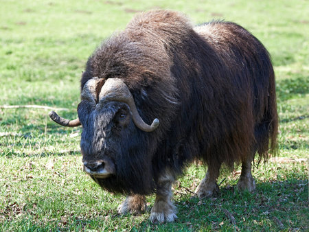 Muskox standing in the sun in its habitatの写真素材