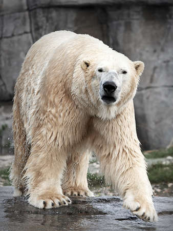 Wet Polar Bear looking directly in the cameraの写真素材