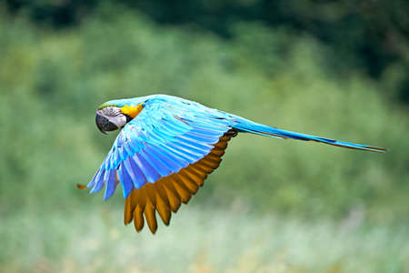 Blue and yellow Macaw in flight in its habitatの写真素材