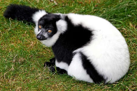Black and White Ruffed Lemur relaxing in the grassの写真素材