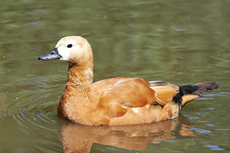 The ruddy shelduck relaxing in the water in its habitatの写真素材