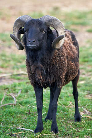 Black male sheep with big horns standing on grassの写真素材