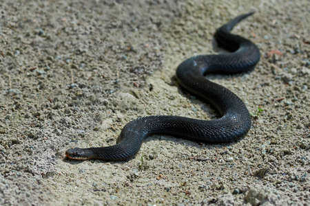 Common European Black Adder resting in the sun in its habitatの写真素材