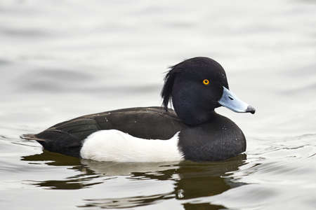 Tufted Duck in its natural habitatの写真素材