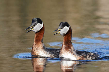 Red Necked Grebe in its natural habitatの写真素材