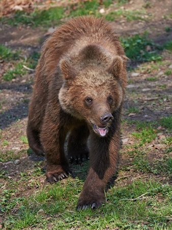Brown Bear in its natural habitat in springtime