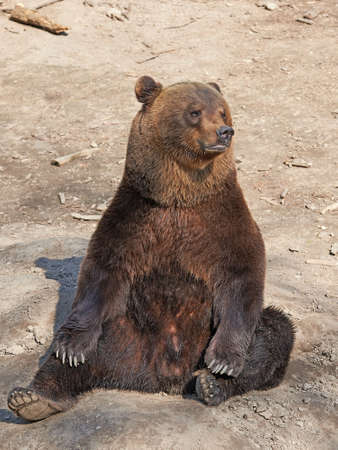 Brown Bear in its natural habitat in springtimeの写真素材