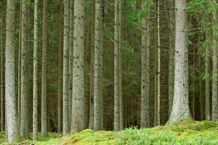 Old swedish pine forrest at summer time