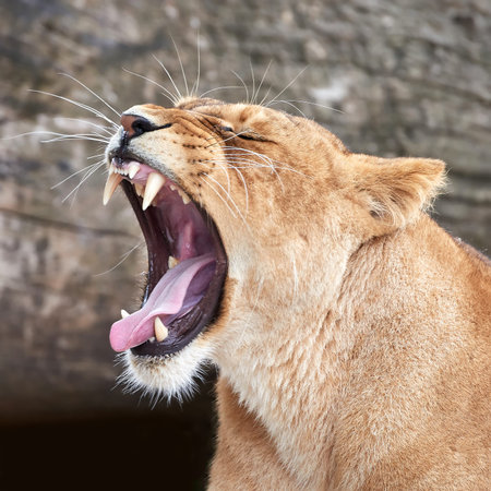 Closeup of a lion showing open mouth and teeth