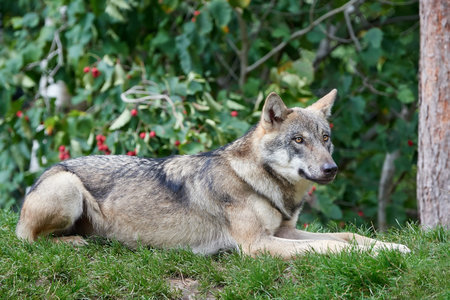 Grey Wolf resting in the grass in its natural habitat