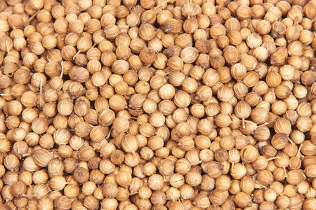Dried coriander seeds isolated on a white background