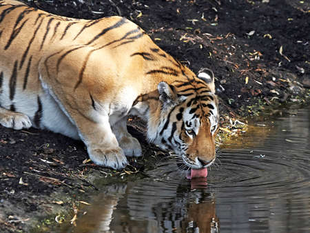 Amur Tiger drinking water from the lake in its habitatの写真素材