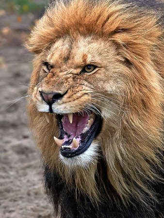 Closeup of a angry lion with open mouth and showing teethの写真素材