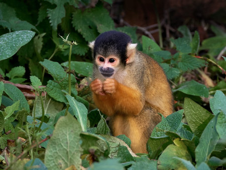 black capped squirrel monkey in its habitatの写真素材