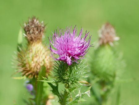 Closeup image of the Carduus crispus flower in the sunの写真素材