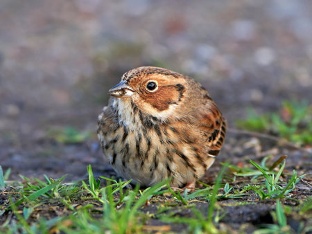 Little Bunting resting on the ground in its habitat