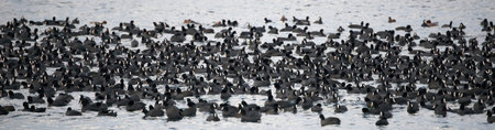 Big flock of eurasian coots resting at the seaの写真素材